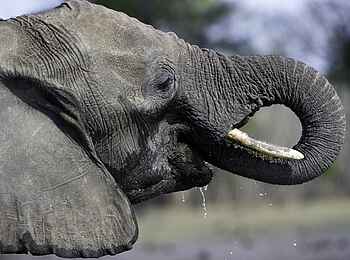 Little Makalolo Camp: Ein Rüsselvoll Wasser Little Makalolo Camp: Ein Rüsselvoll Wasser