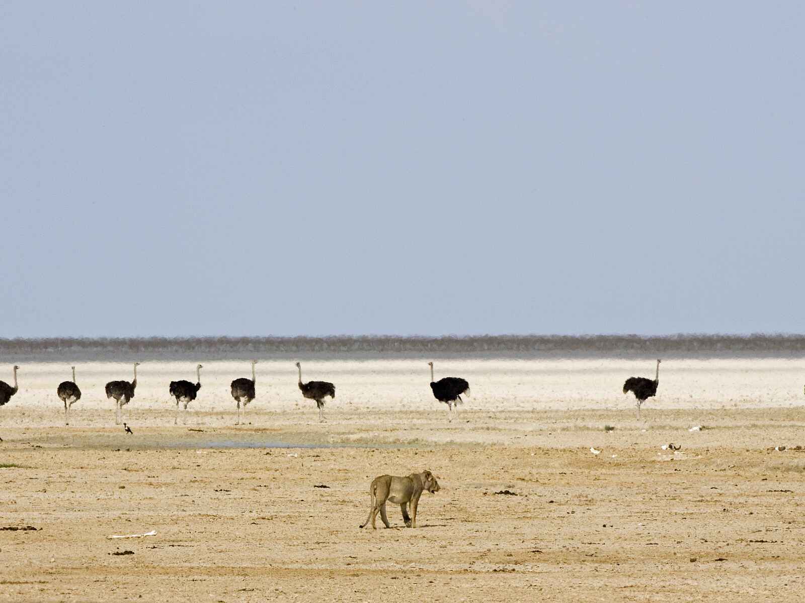 Little Ongava: Löwe auf Straußenjagd Little Ongava: Löwe auf Straußenjagd