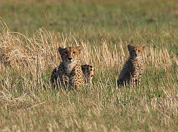 Nanzhila Plains Safari Camp: Gepardin mit Jungem Nanzhila Plains Safari Camp: Gepardin mit Jungem