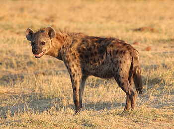 Nehimba Lodge: Tüpfelhyäne Nehimba Lodge: Tüpfelhyäne