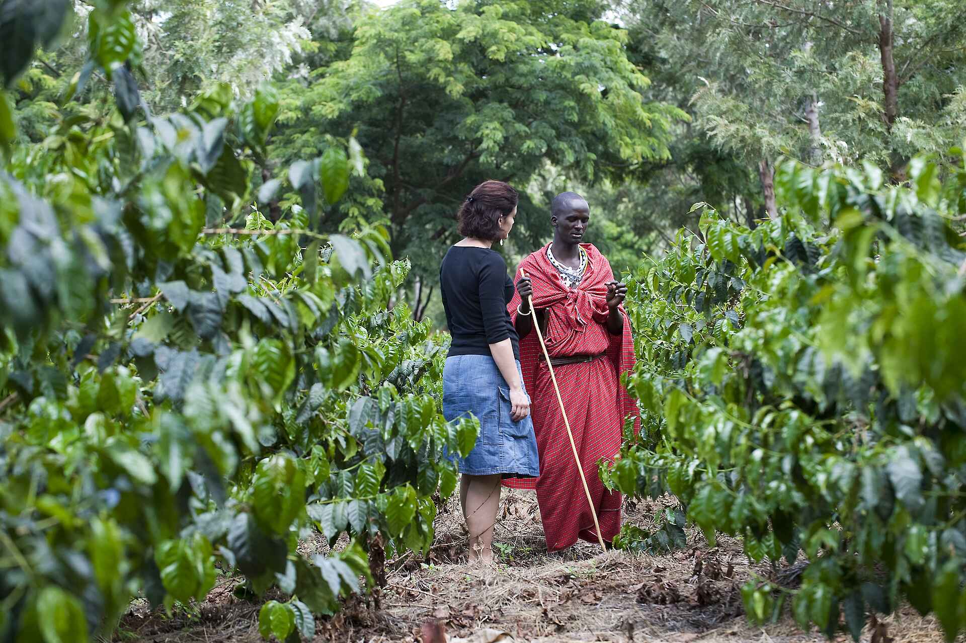 Ngorongoro Farmhouse: Plantagen der Farm