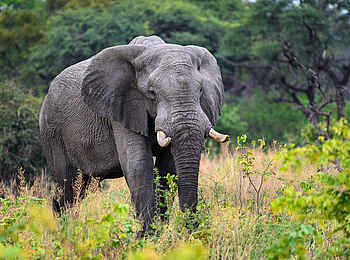 Qorokwe Camp: Elefant