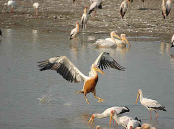 Robin Pope Safaris: Rosapelikan