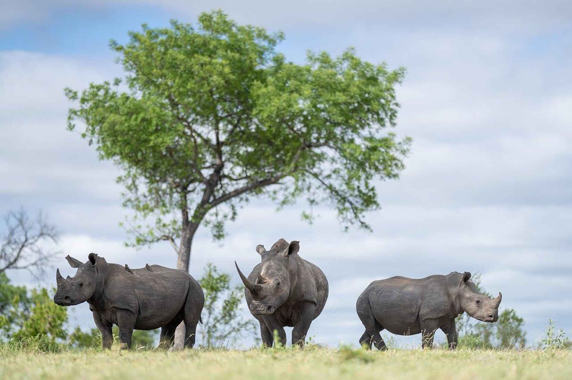 Sabi Sabi Earth Lodge: Nashörner