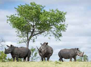 Sabi Sabi Earth Lodge: Nashörner Sabi Sabi Earth Lodge: Nashörner