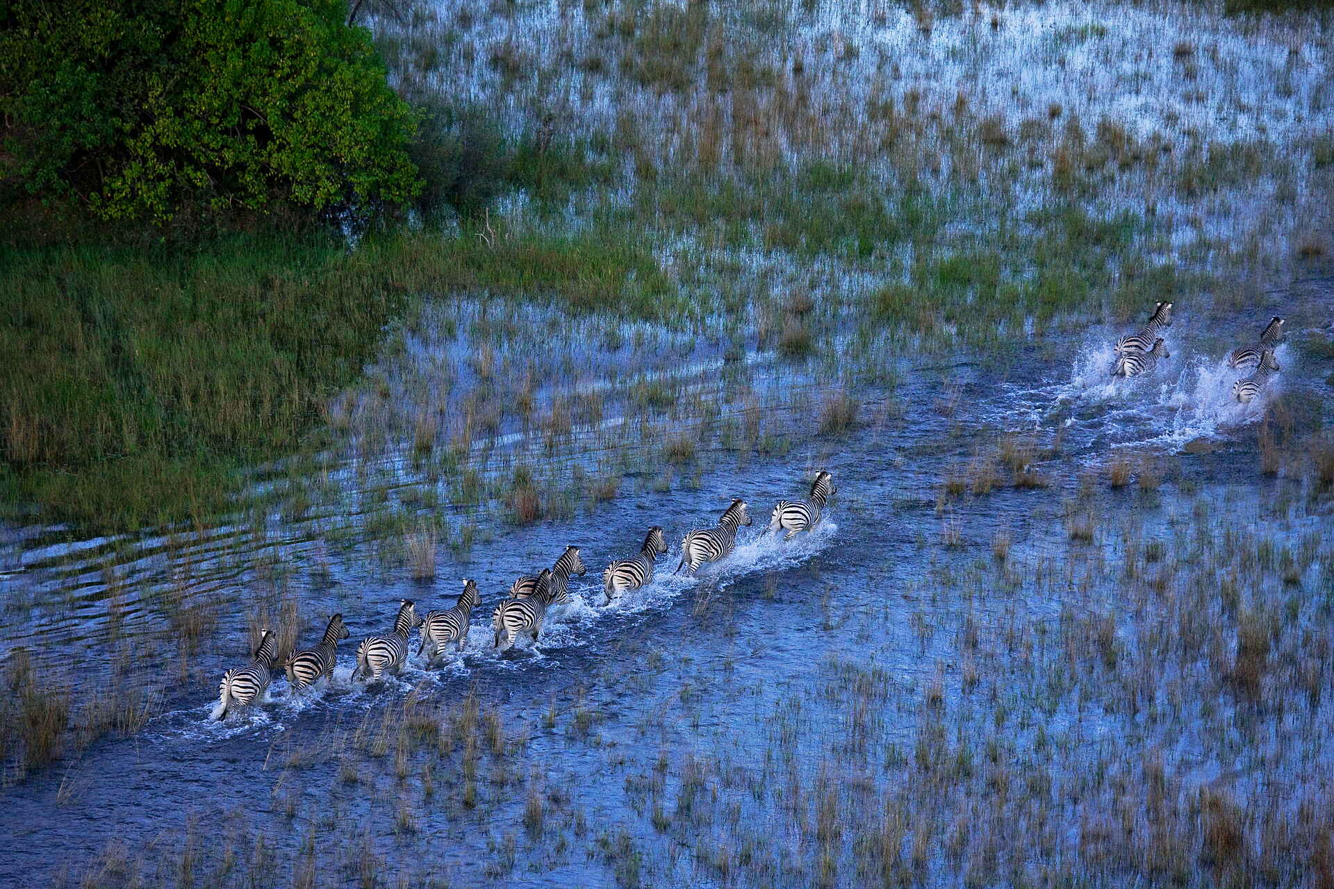 Selinda Suite: Zebraherde im Fluss Selinda Suite: Zebraherde im Fluss