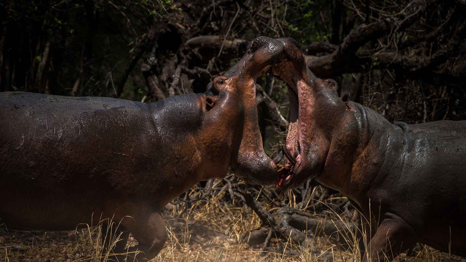Shawa Luangwa Camp: Kämpfende Nilpferde