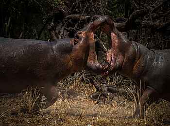 Shawa Luangwa Camp: Kämpfende Nilpferde