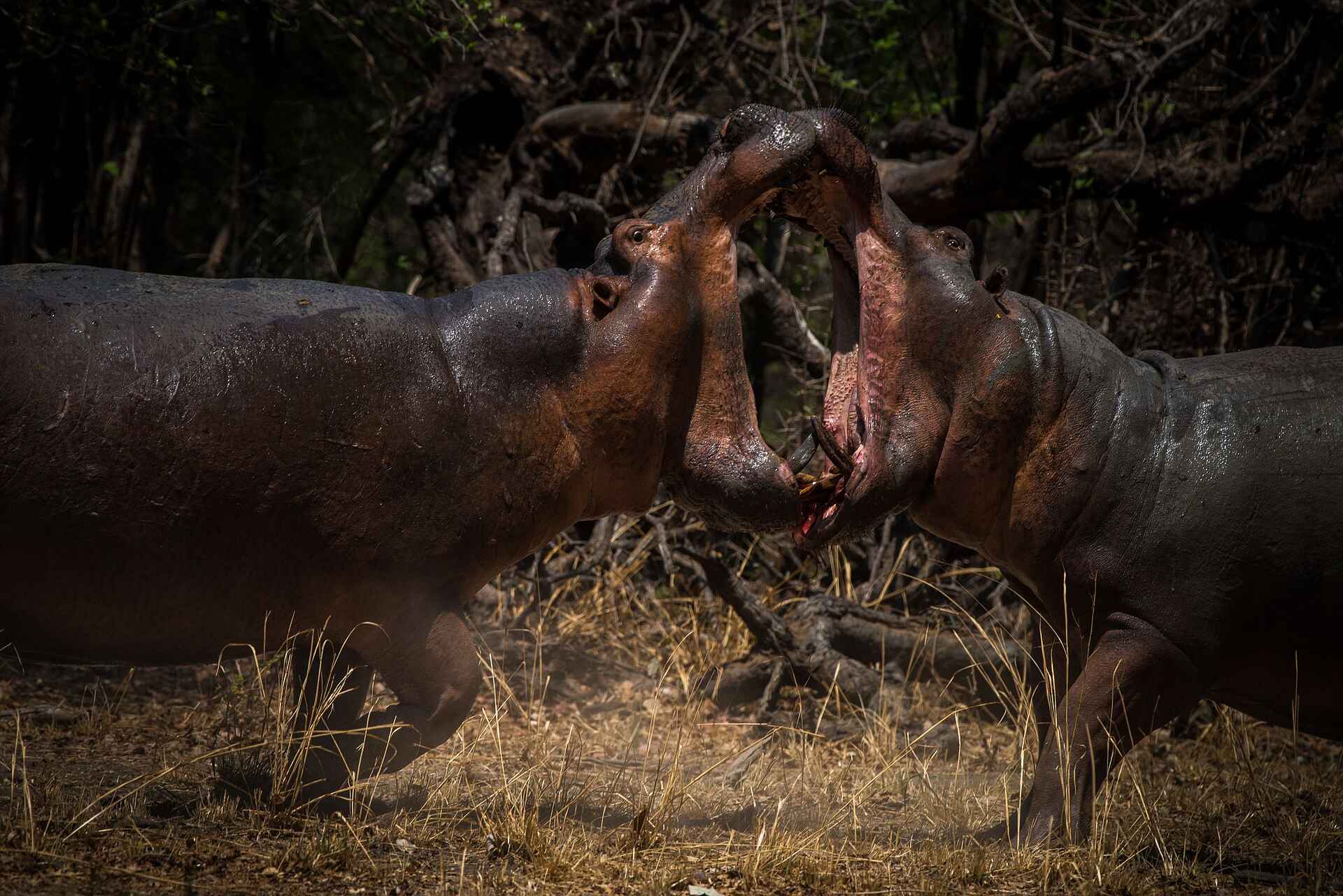 Shawa Luangwa Camp: Kämpfende Nilpferde Shawa Luangwa Camp: Kämpfende Nilpferde
