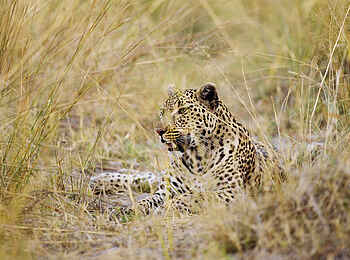Shinde Lodge: Leopard im Gras Shinde Lodge: Leopard im Gras