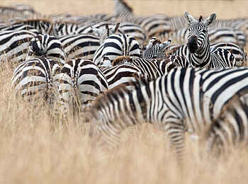 Singita Sasakwa: Zebraherde