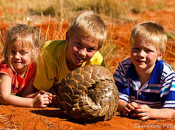 Tswalu Tarkuni Homestead: Ein Pangolin Tswalu Tarkuni Homestead: Ein Pangolin