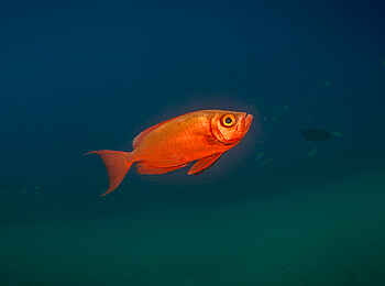 White Pearl Resorts: Taucherlebnisse