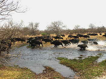 Xakanaxa Camp: Fliehende Büffel