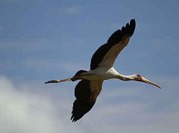 Zambezi Expeditions Camp: Ein Storch Zambezi Expeditions Camp: Ein Storch