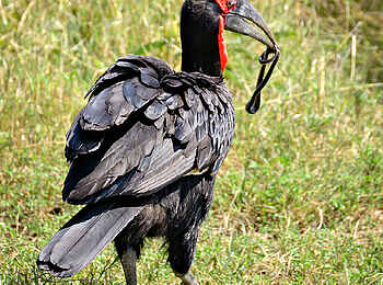 Entim Masai Mara: Riesenhornrabe mit Beute