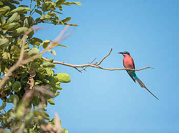 Nkonzi Bush Camp: Karminspint Nkonzi Bush Camp: Karminspint