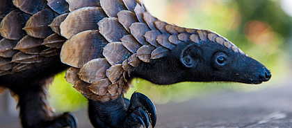Dzanga-Ndoki National Park