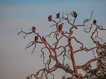 Selinda Camp: Weißrückengeier