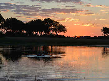 Splash Camp: Sonnenuntergang mit Nilpferd