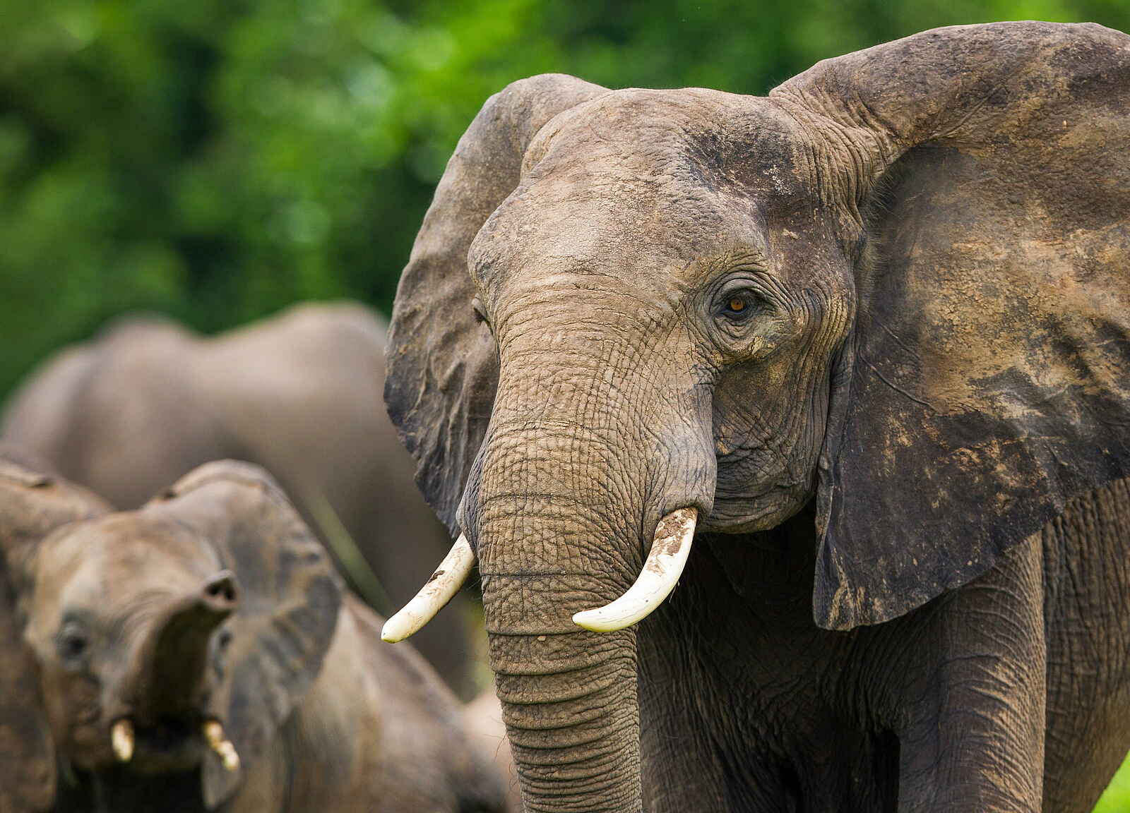 Time + Tide Kakuli: Elefantenbulle Time + Tide Kakuli: Elefantenbulle