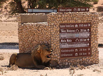 !Xaus Lodge: Löwe am Wegweiser !Xaus Lodge: Löwe am Wegweiser