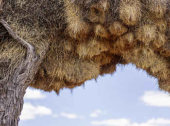 Bagatelle Kalahari Game Ranch: Vogelnester