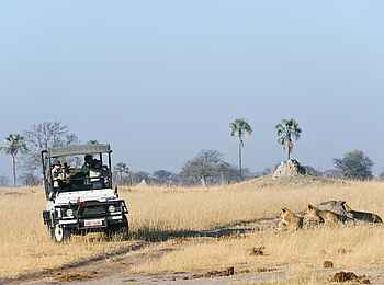 Davison's Camp: Löwen an einem verlassenen Termitenbau Davison's Camp: Löwen an einem verlassenen Termitenbau
