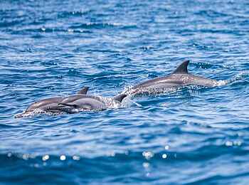 Laba Fanjove Island: Delfine Laba Fanjove Island: Delfine