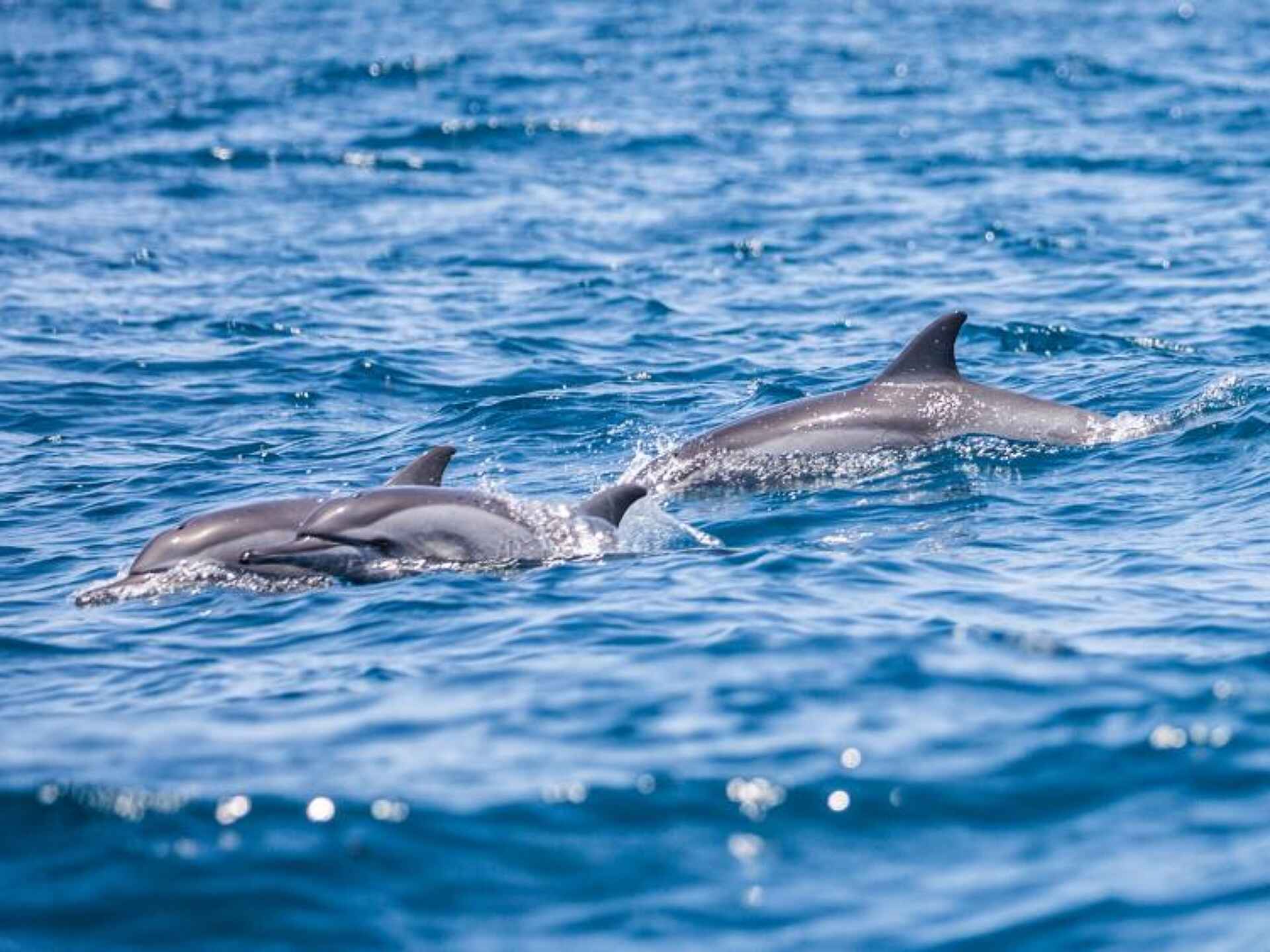 Laba Fanjove Island: Delfine