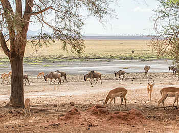 Forest Chem Chem: Gnus und Impalas Forest Chem Chem: Gnus und Impalas
