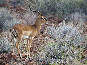Grootberg Lodge: Impala