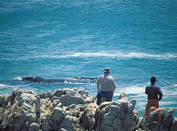 Grootbos Private Villas: Von der Küste aus Wale beobachten Grootbos Private Villas: Von der Küste aus Wale beobachten
