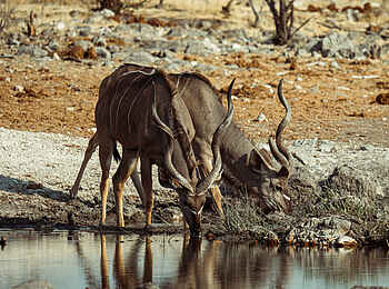 Hoanib Elephant Camp: Kudus am Wasserloch Hoanib Elephant Camp: Kudus am Wasserloch