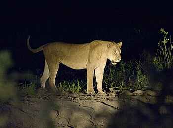 Kafunta River Lodge: Löwe im Scheinwerferllicht