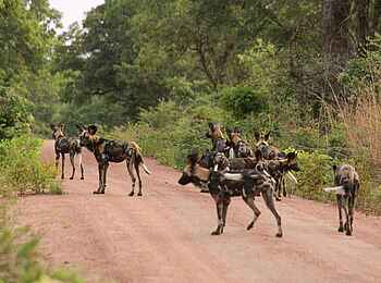 KaingU Safari Lodge: Wildhundrudel