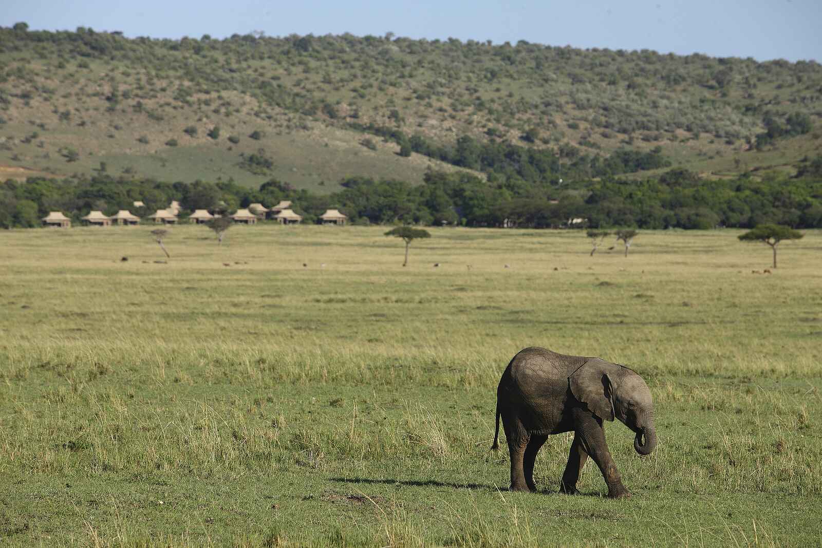 Kichwa Tembo Tented Camp: Camp und Elefant Kichwa Tembo Tented Camp: Camp und Elefant