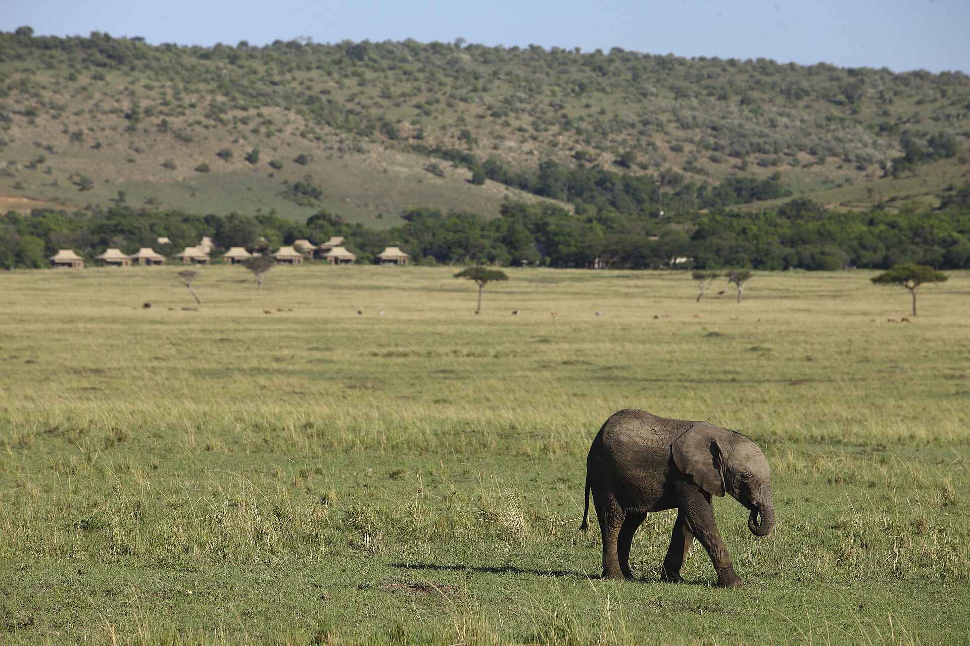 Kichwa Tembo Tented Camp: Camp und Elefant Kichwa Tembo Tented Camp, Elefant, kichwa tembo camp