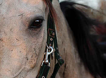 Macatoo Camp: Zaumzeug