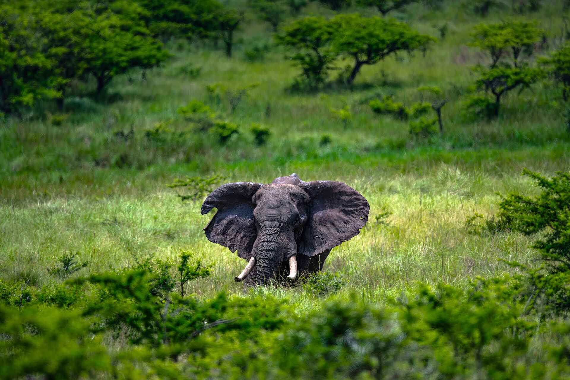 Madwaleni River Lodge: Elefant