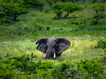 Madwaleni River Lodge: Elefant