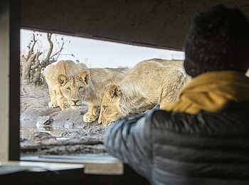 Mashatu Tent Camp: Löwen vor dem Hide Mashatu Tent Camp: Löwen vor dem Hide