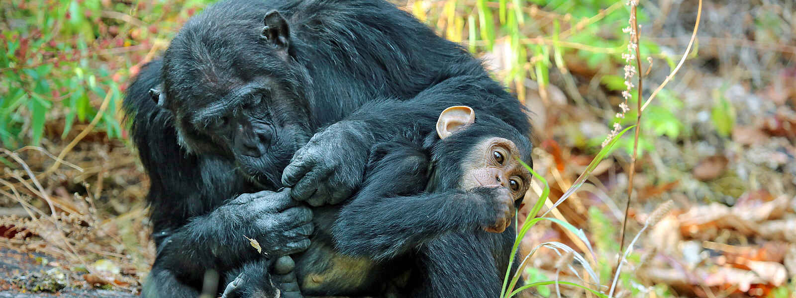 Mbali Mbali Mahale Lodge: Schimpansen-Trekking Mbali Mbali Mahale Lodge: Schimpansen-Trekking