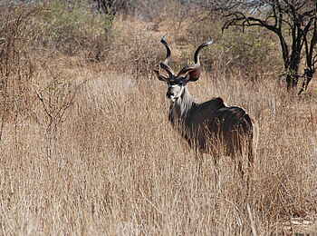 Mwagusi Safari Camp: Kudubock