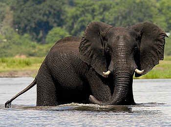 Old Drift Lodge: Ein Elefant im Wasser Old Drift Lodge: Ein Elefant im Wasser