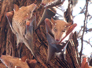 Pom Pom Camp: Flughunde Pom Pom Camp: Flughunde