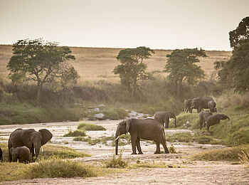 Sala's Camp: Elefanten am Sand River Sala's Camp: Elefanten am Sand River