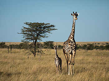 The Sambuk Suite at Mara Nyika Camp: Eine Giraffe mit Baby The Sambuk Suite at Mara Nyika Camp: Eine Giraffe mit Baby