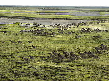 San Camp: Zebras