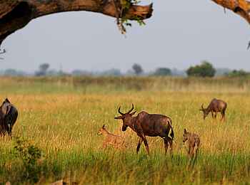 Shinde Footsteps: Antilopen mit Kälbern Shinde Footsteps: Antilopen mit Kälbern